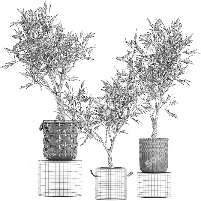 Exotic Olive Tree in Rattan Basket  3D model image 5