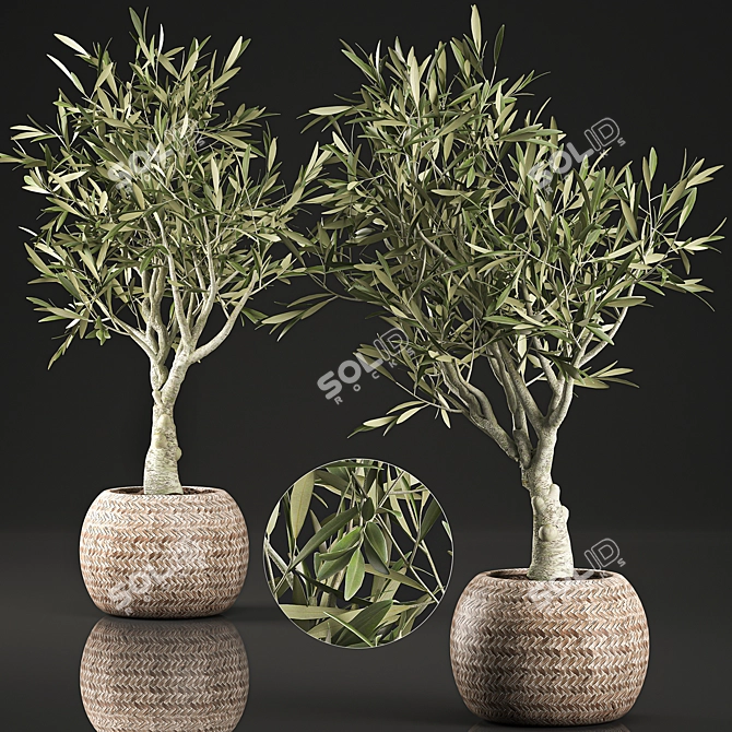 Exotic Olive Tree in Wicker Basket 3D model image 1