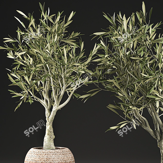 Exotic Olive Tree in Wicker Basket 3D model image 2