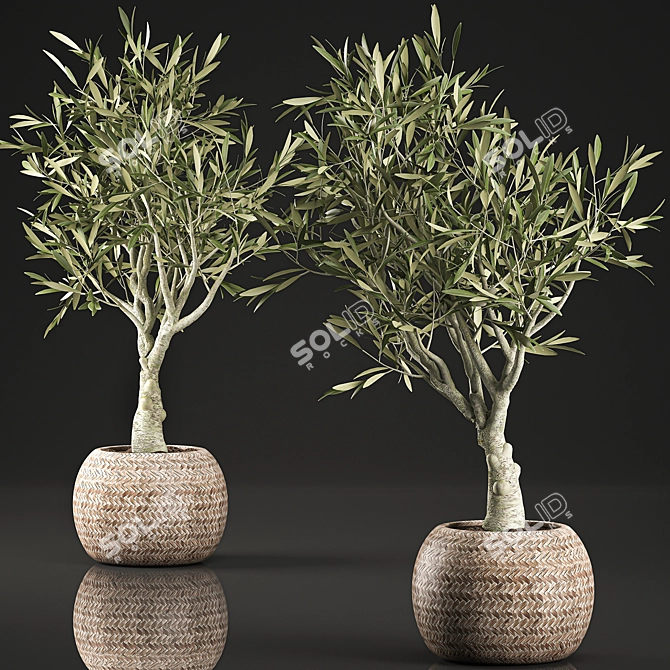 Exotic Olive Tree in Wicker Basket 3D model image 4