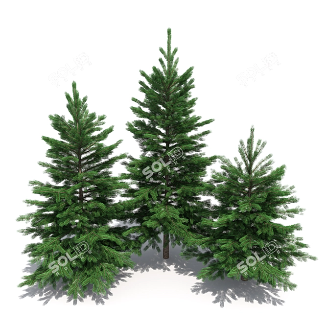 Realistic Fir-tree Set 3D model image 1