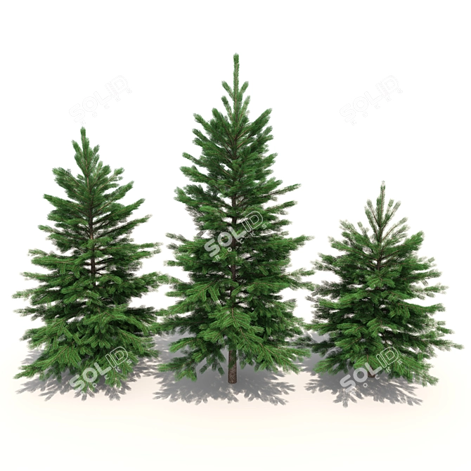 Realistic Fir-tree Set 3D model image 2