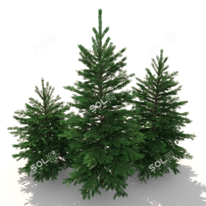 Realistic Fir-tree Set 3D model image 3