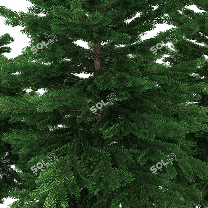 Realistic Fir-tree Set 3D model image 4