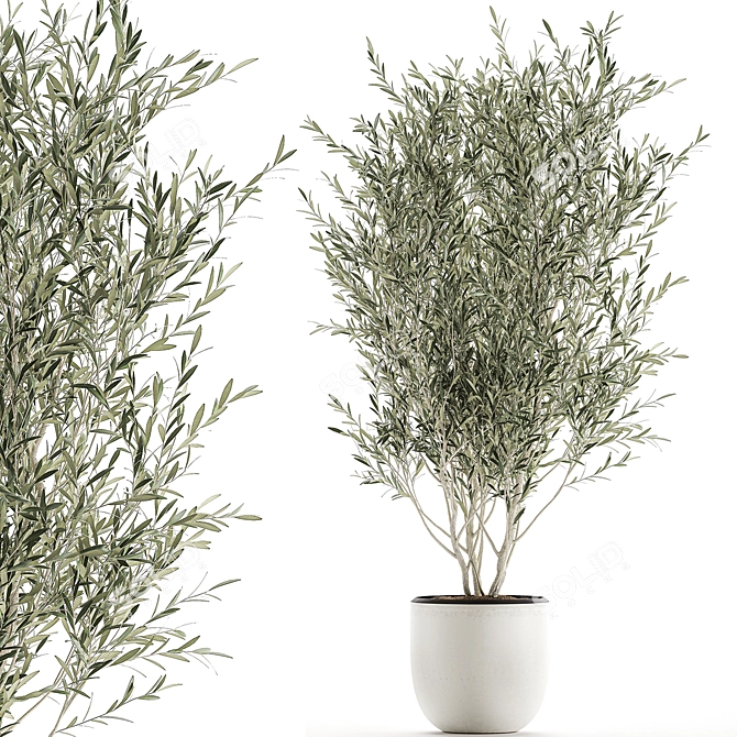 Exotic Olive Tree in White Pot 3D model image 1