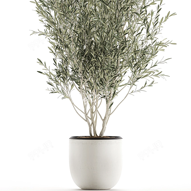 Exotic Olive Tree in White Pot 3D model image 2
