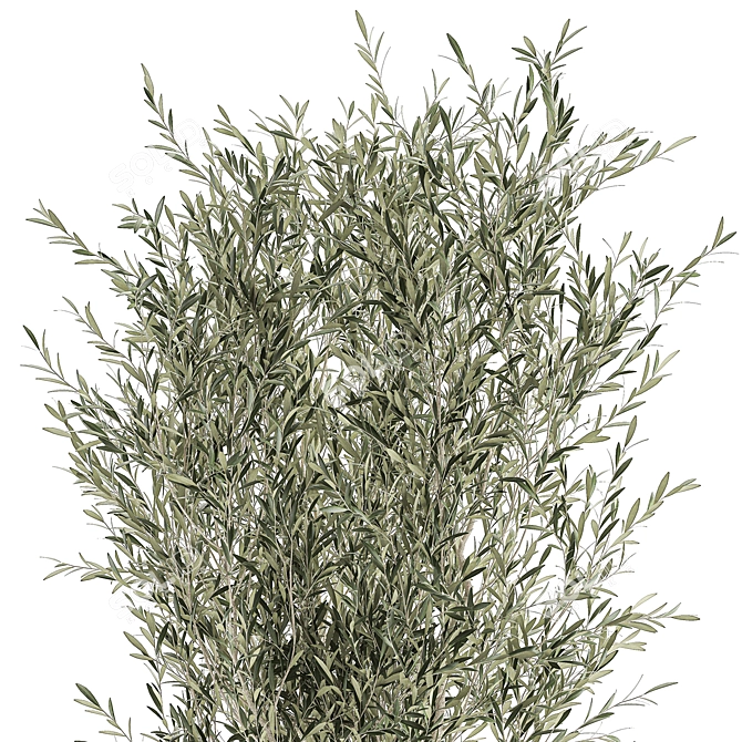 Exotic Olive Tree in White Pot 3D model image 3