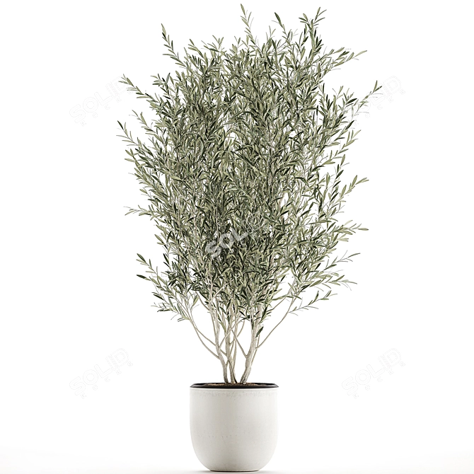 Exotic Olive Tree in White Pot 3D model image 4