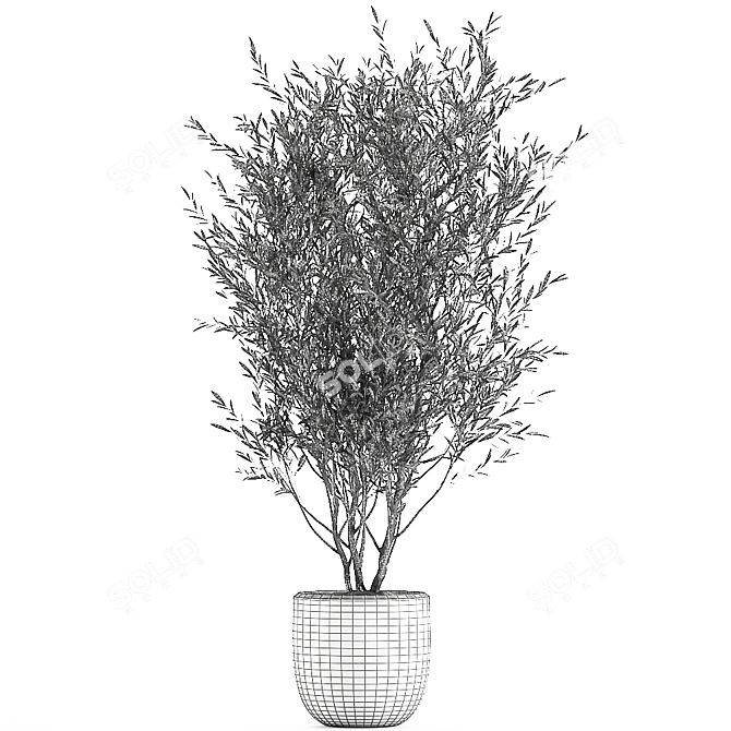 Exotic Olive Tree in White Pot 3D model image 5