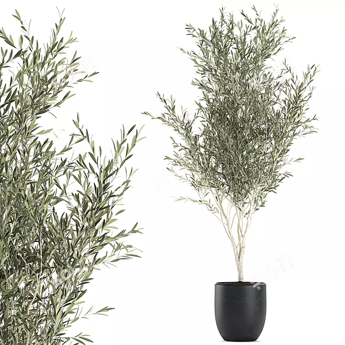 Exotic Olive Tree in Black Planter 3D model image 1