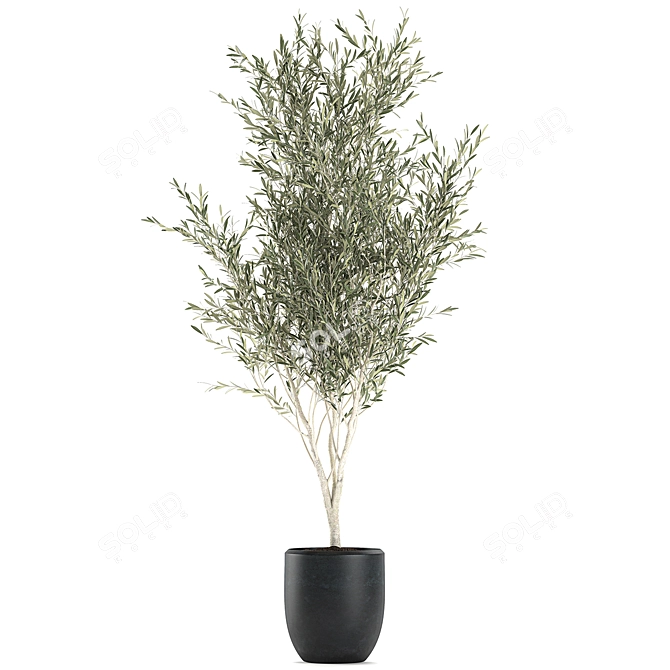 Exotic Olive Tree in Black Planter 3D model image 2