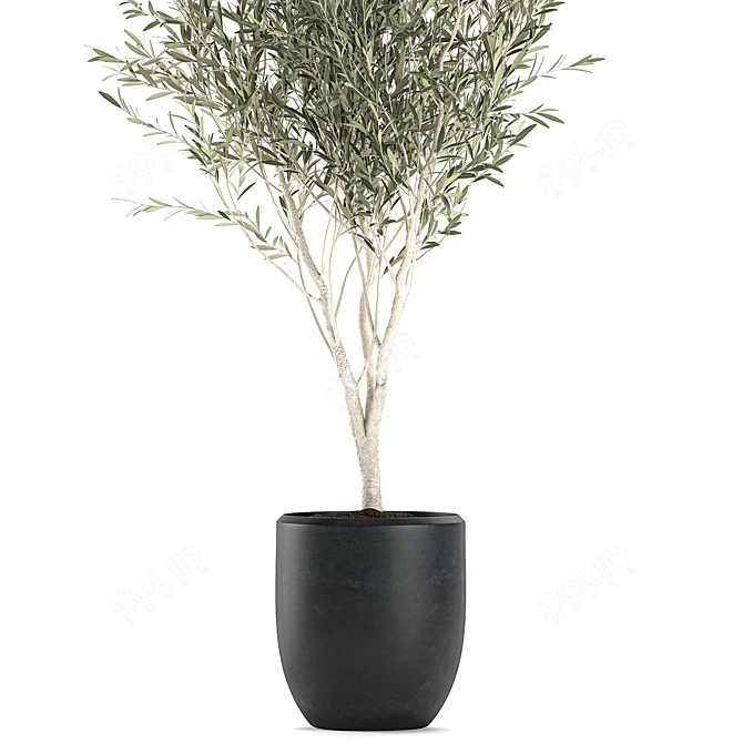 Exotic Olive Tree in Black Planter 3D model image 4