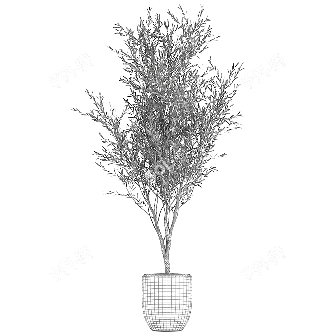 Exotic Olive Tree in Black Planter 3D model image 5
