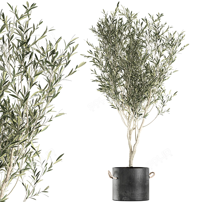Exotic Olive Tree in Black Vase: Decorative Interior Plant 3D model image 2