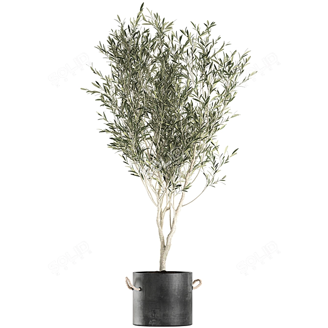 Exotic Olive Tree in Black Vase: Decorative Interior Plant 3D model image 3