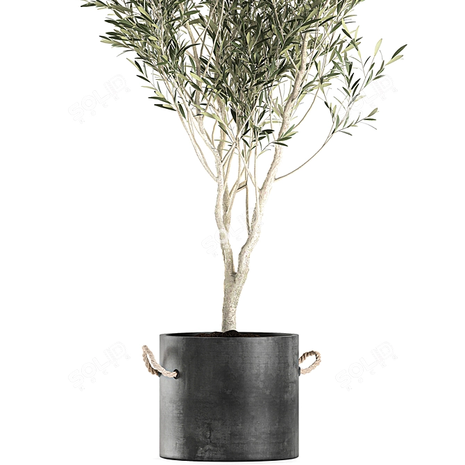 Exotic Olive Tree in Black Vase: Decorative Interior Plant 3D model image 4