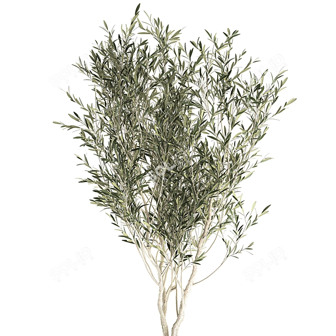 Exotic Olive Tree in Black Vase: Decorative Interior Plant 3D model image 5