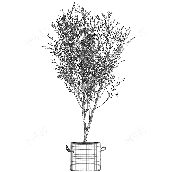 Exotic Olive Tree in Black Vase: Decorative Interior Plant 3D model image 1
