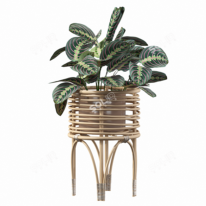 Elegant Rattan Maranta Stand 3D model image 4