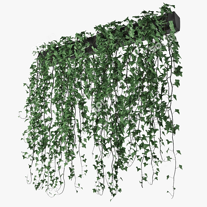 Lush Ivy Plant in Pot 3D model image 3