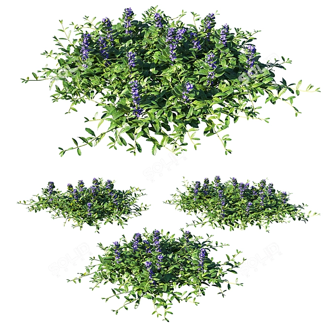 Ajuga Reptans Grass: Lifelike 3D Model 3D model image 1