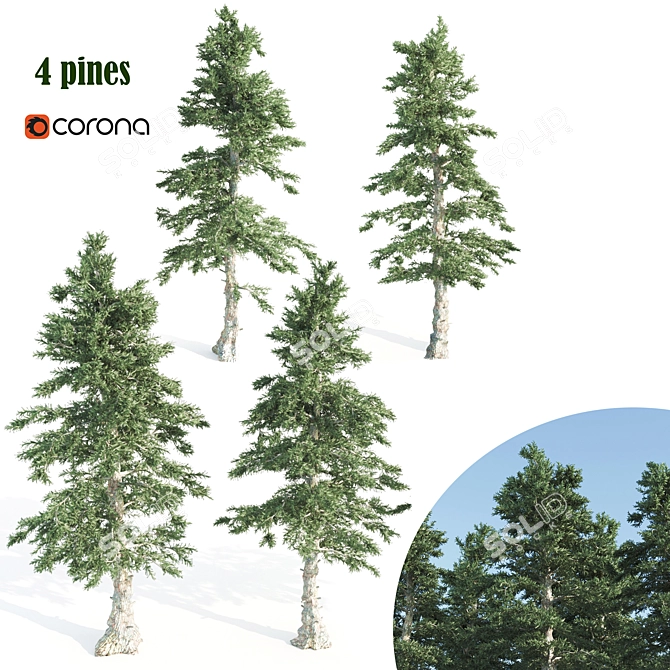 Tall and Sturdy Pines, 7-12m 3D model image 1