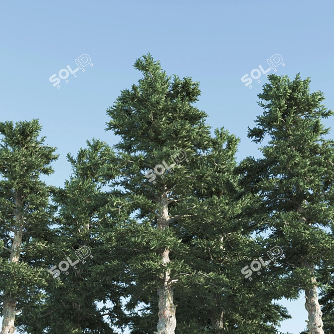 Tall and Sturdy Pines, 7-12m 3D model image 4