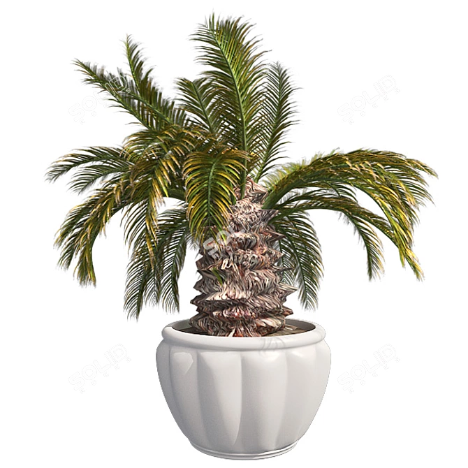 Optimized Sago Palm Pot 3D model image 1