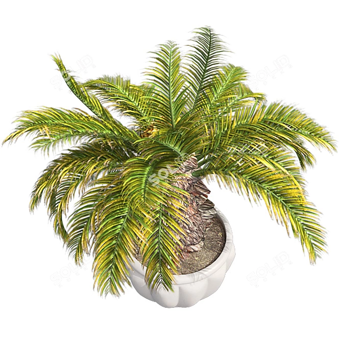 Optimized Sago Palm Pot 3D model image 2