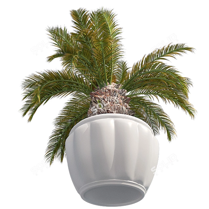 Optimized Sago Palm Pot 3D model image 3