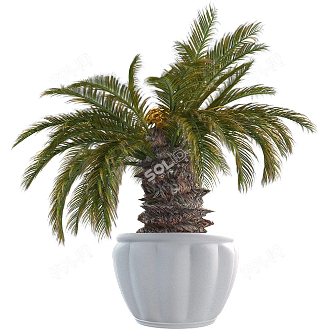 Optimized Sago Palm Pot 3D model image 4