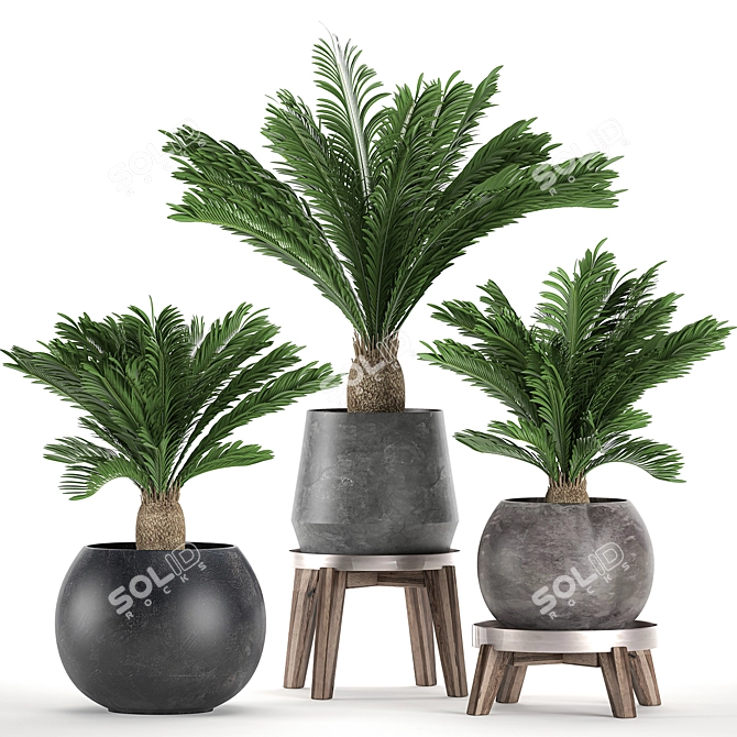 Tropical Palm Collection: Exotic Indoor Plants 3D model image 1