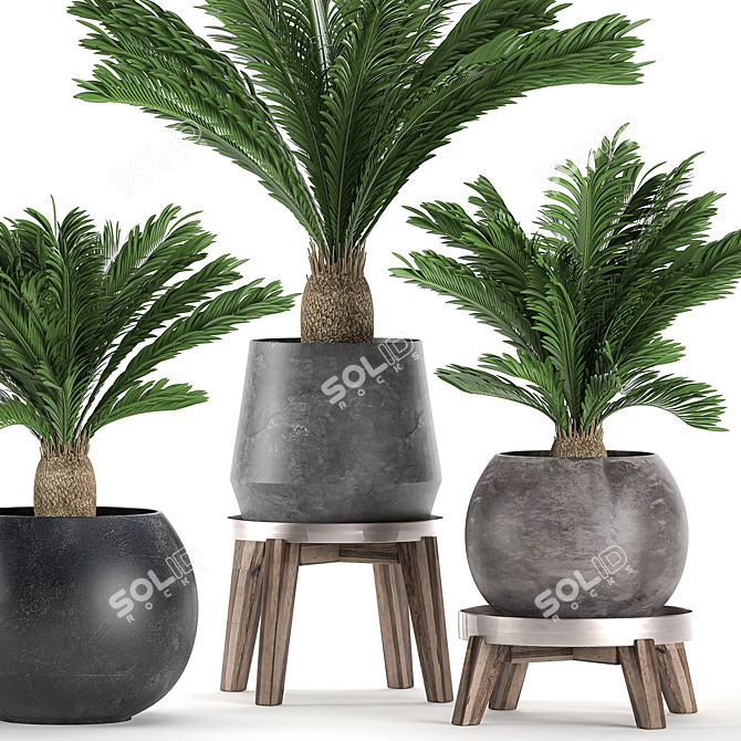 Tropical Palm Collection: Exotic Indoor Plants 3D model image 2