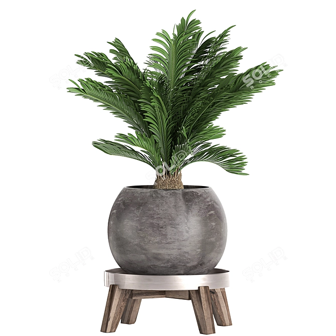Tropical Palm Collection: Exotic Indoor Plants 3D model image 3