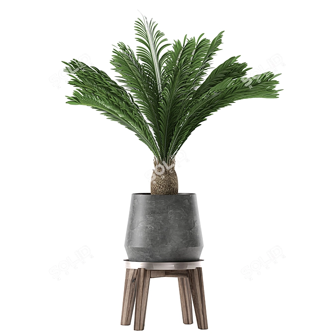 Tropical Palm Collection: Exotic Indoor Plants 3D model image 4