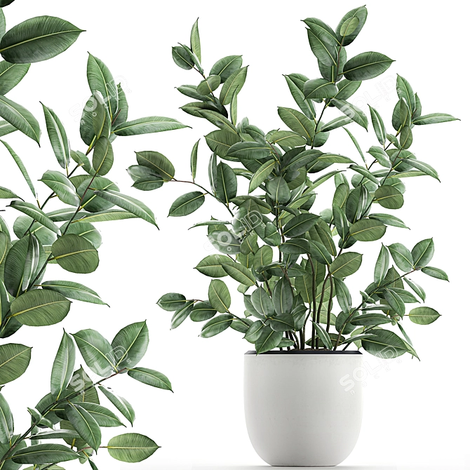 Exotic Indoor Ficus Plant Collection 3D model image 1