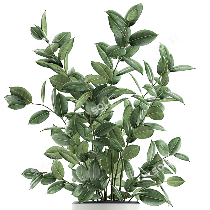 Exotic Indoor Ficus Plant Collection 3D model image 2