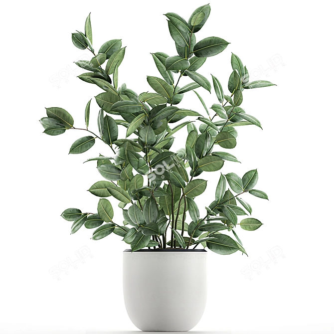 Exotic Indoor Ficus Plant Collection 3D model image 3