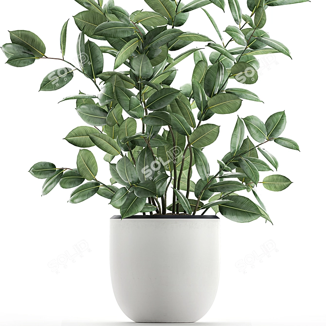 Exotic Indoor Ficus Plant Collection 3D model image 4