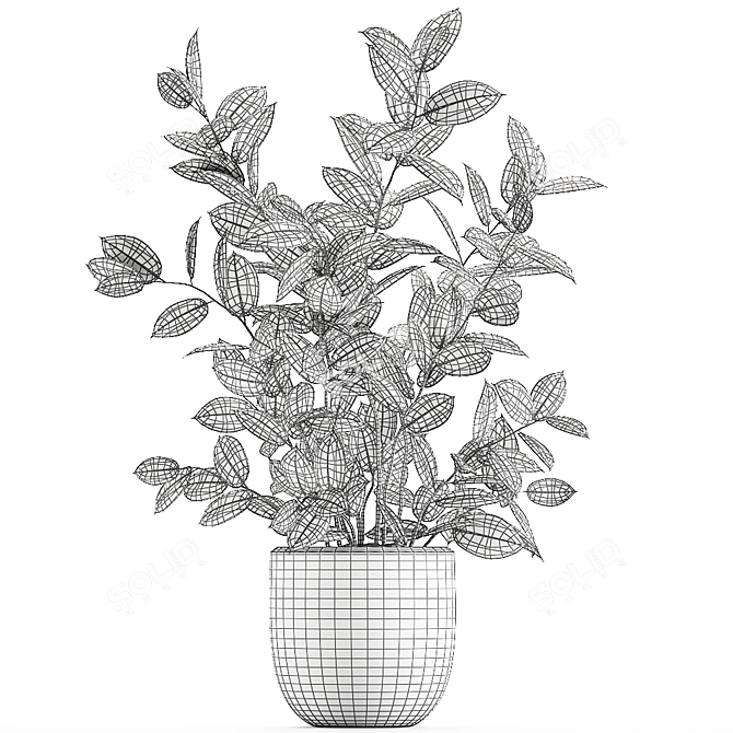 Exotic Indoor Ficus Plant Collection 3D model image 5