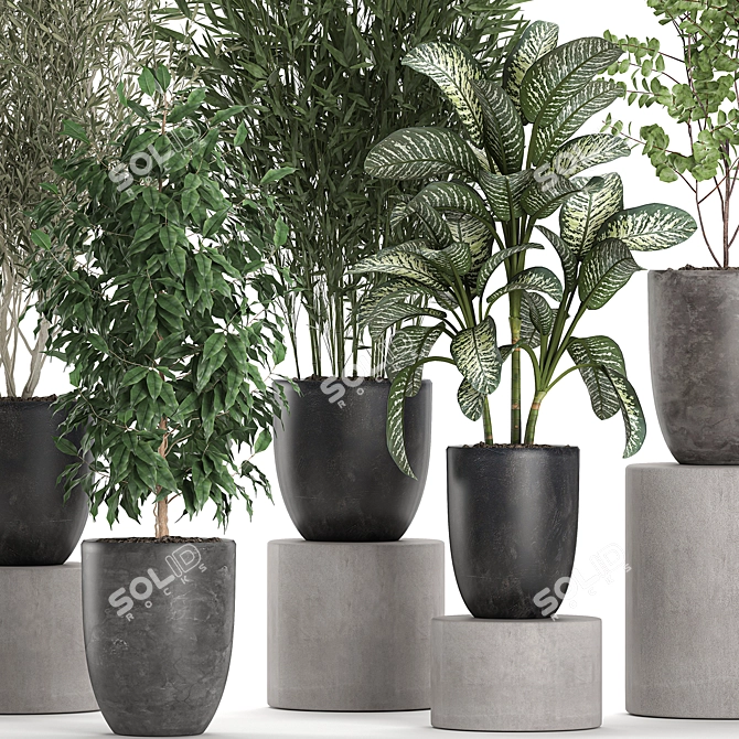 Tropical Plant Collection: Olive, Bamboo, Ficus 3D model image 4