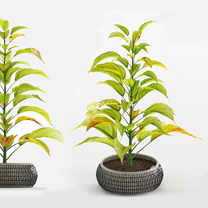 Tropical Foliage: Chinese Evergreens 3D model image 1