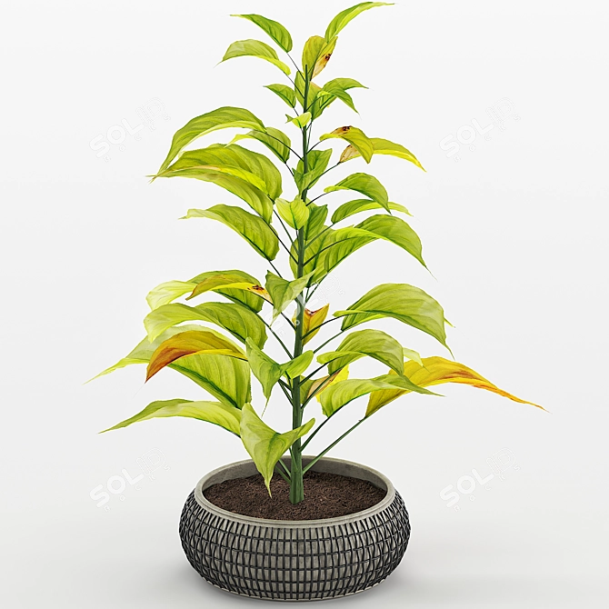 Tropical Foliage: Chinese Evergreens 3D model image 2