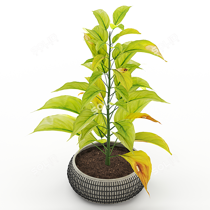 Tropical Foliage: Chinese Evergreens 3D model image 3