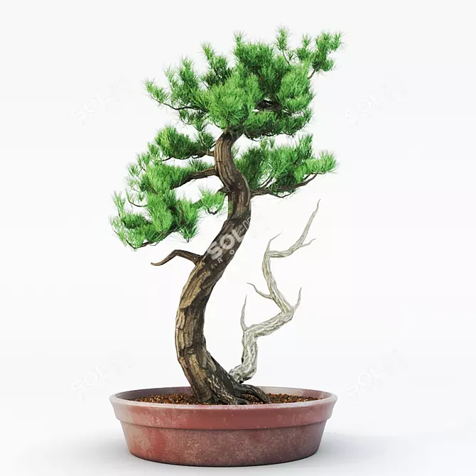 Miniature Bonsai Spruce Tree 3D model image 1