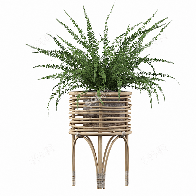 Indoor Fern Plant: High-quality 3D Model 3D model image 2