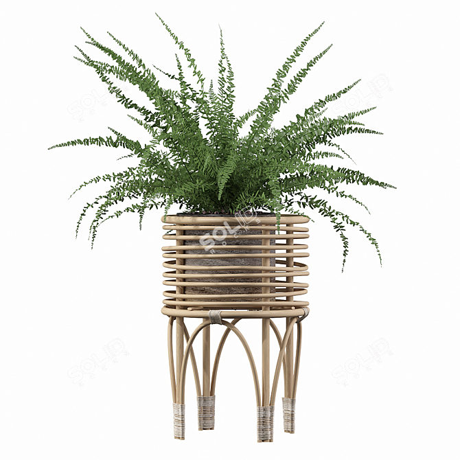 Indoor Fern Plant: High-quality 3D Model 3D model image 3