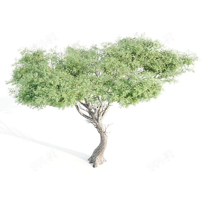 Tall Tree Set: 9m-14m Height 3D model image 2