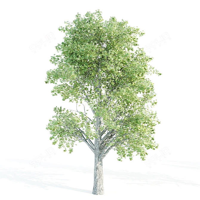 Tall Tree Set: 9m-14m Height 3D model image 3