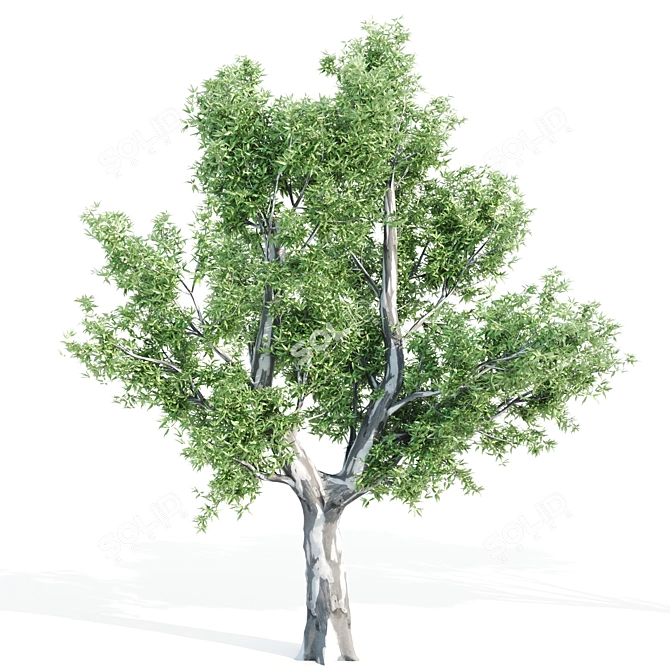 Tall Tree Set: 9m-14m Height 3D model image 4